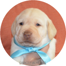 男の子(ブルー母犬グラス)